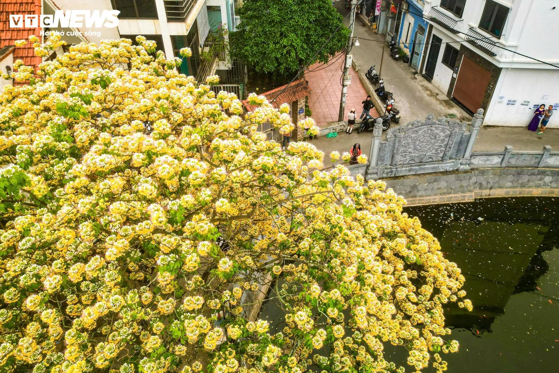 Hoa b&uacute;n bung nở, phủ v&agrave;ng g&oacute;c trời H&agrave; Nội- Ảnh 12.