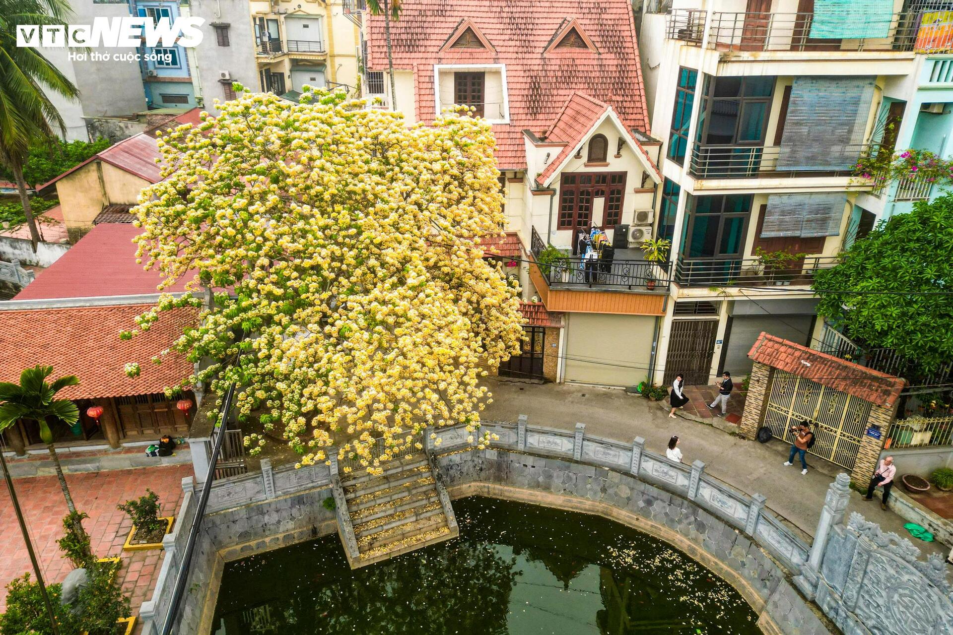 Hoa b&uacute;n bung nở, phủ v&agrave;ng g&oacute;c trời H&agrave; Nội- Ảnh 10.