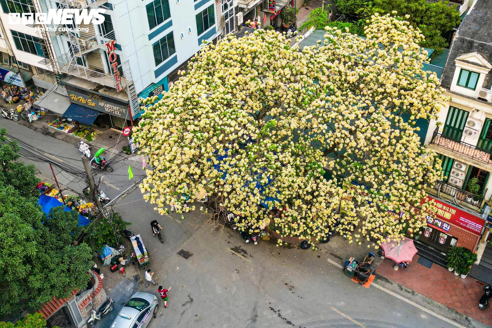 Hoa b&uacute;n bung nở, phủ v&agrave;ng g&oacute;c trời H&agrave; Nội- Ảnh 1.