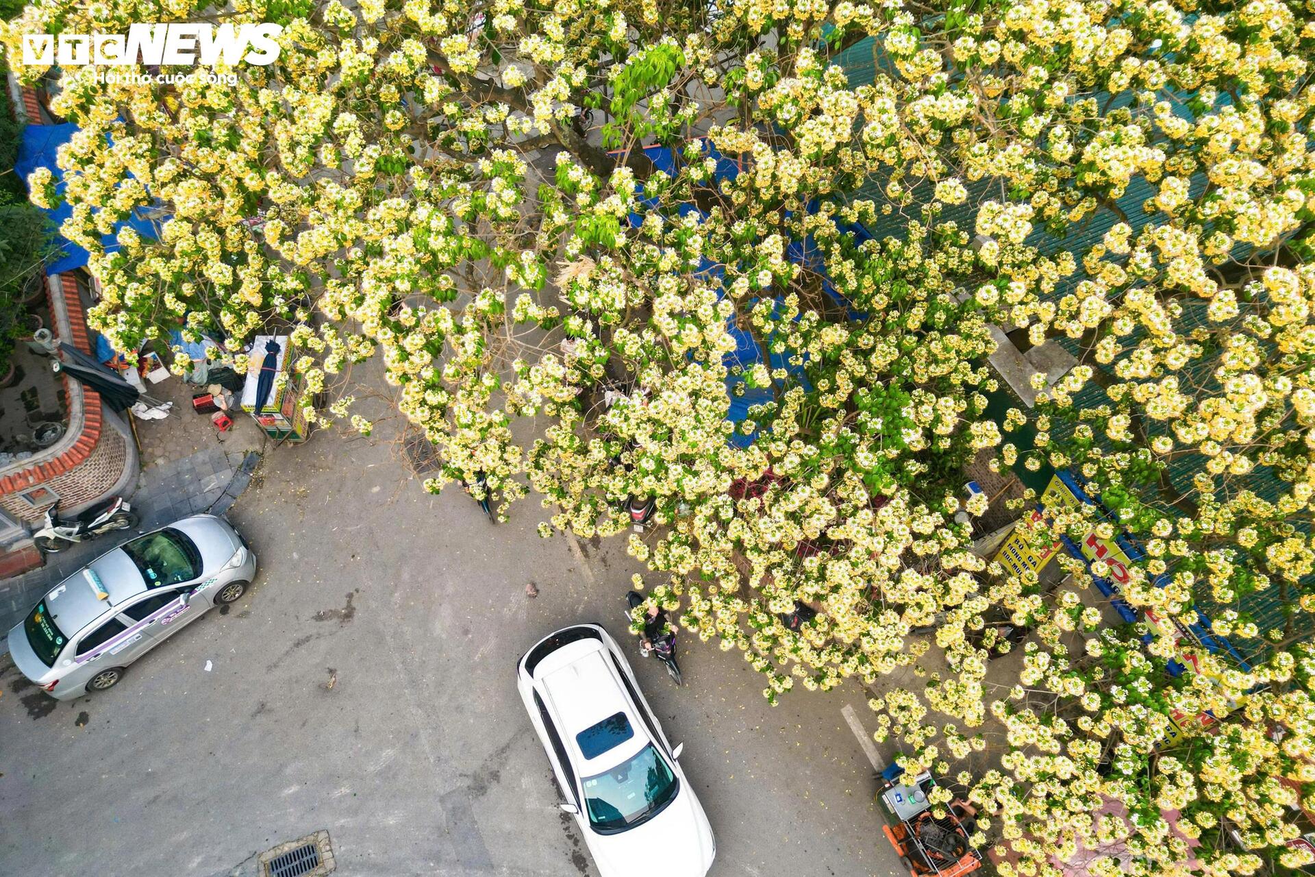 Hoa b&uacute;n bung nở, phủ v&agrave;ng g&oacute;c trời H&agrave; Nội- Ảnh 2.
