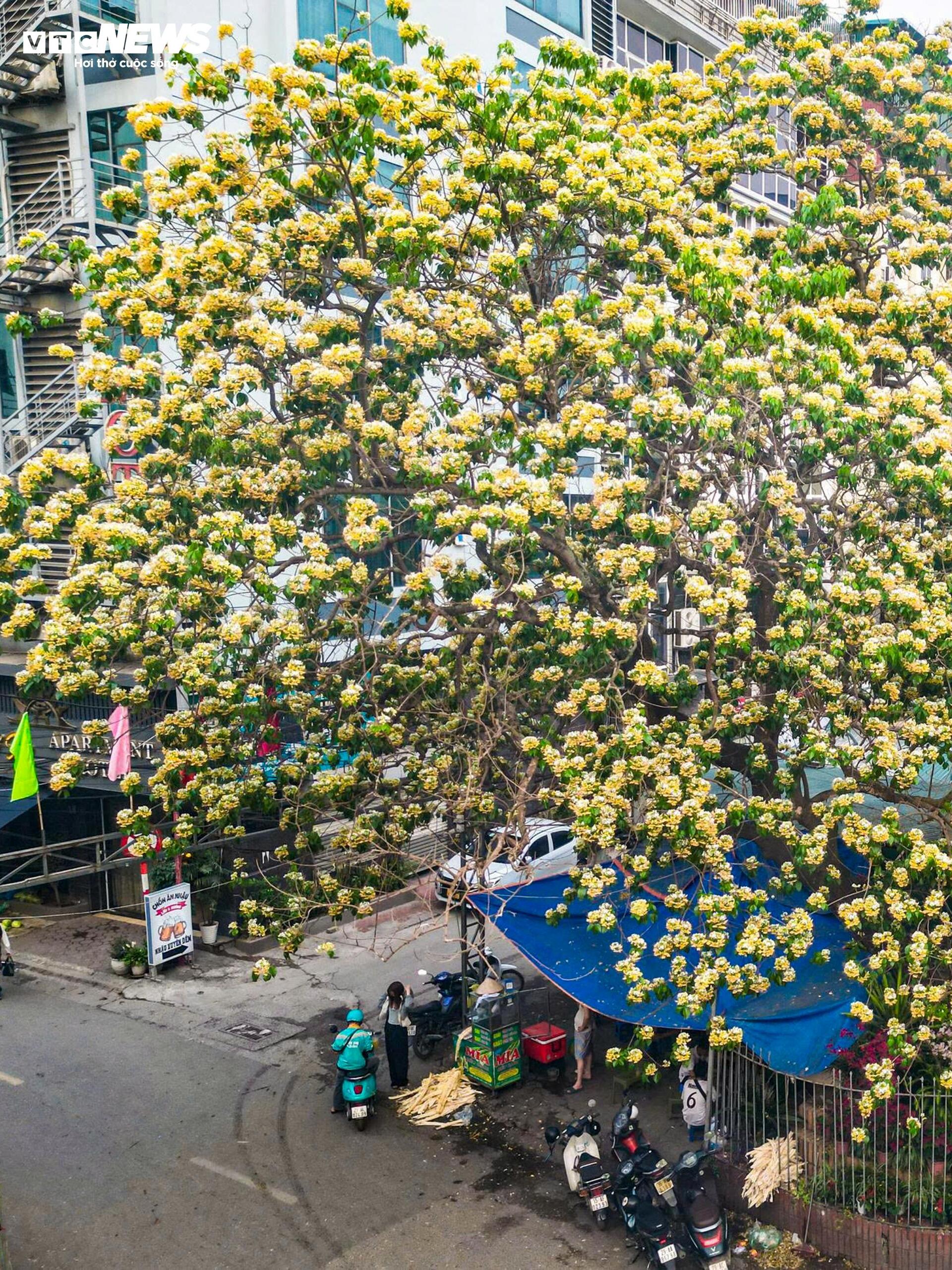 Hoa b&uacute;n bung nở, phủ v&agrave;ng g&oacute;c trời H&agrave; Nội- Ảnh 3.