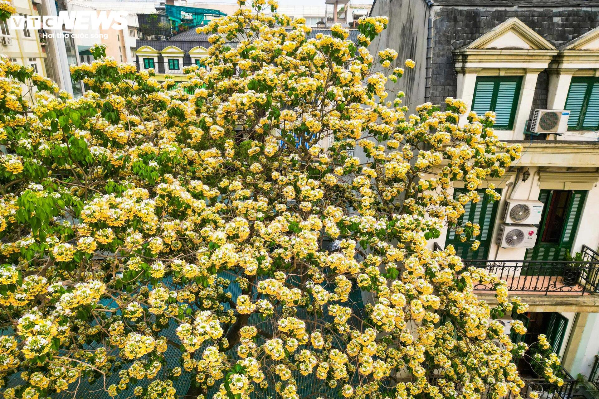 Hoa b&uacute;n bung nở, phủ v&agrave;ng g&oacute;c trời H&agrave; Nội- Ảnh 4.