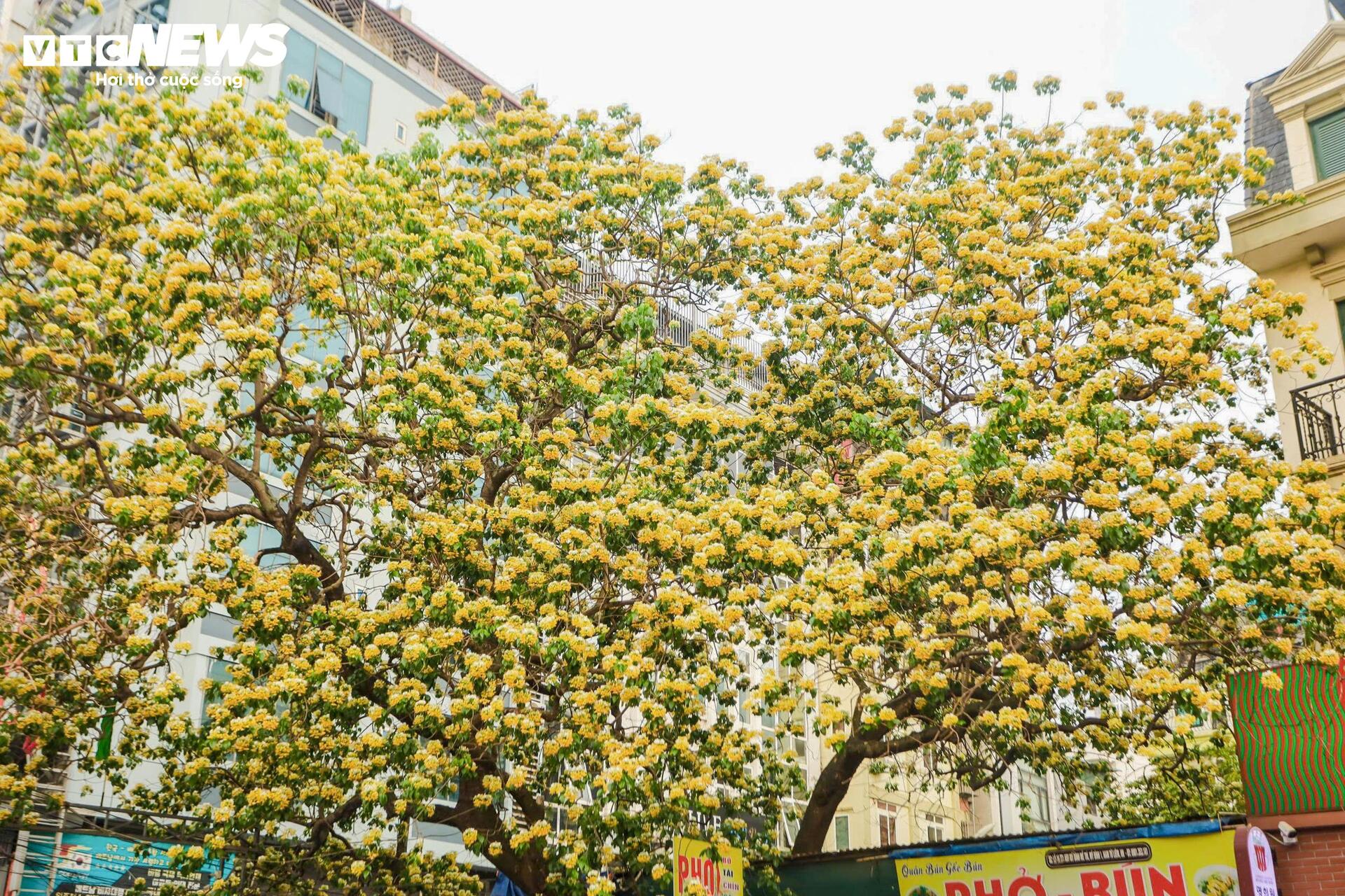 Hoa b&uacute;n bung nở, phủ v&agrave;ng g&oacute;c trời H&agrave; Nội- Ảnh 5.