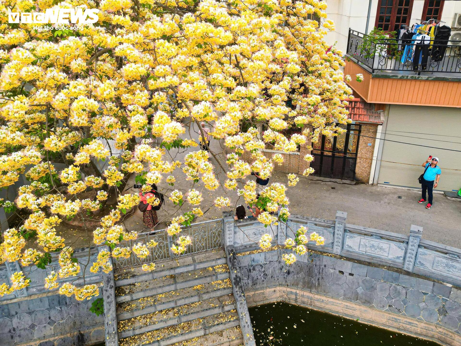 Hoa b&uacute;n bung nở, phủ v&agrave;ng g&oacute;c trời H&agrave; Nội- Ảnh 7.
