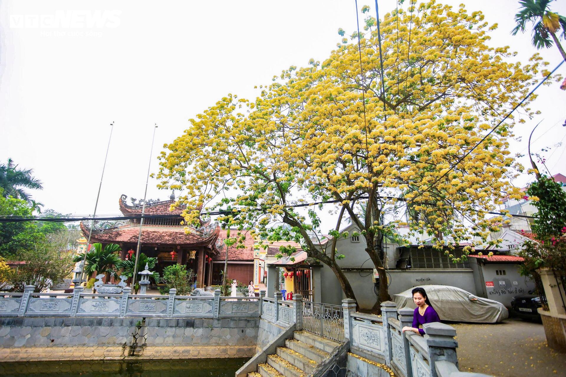 Hoa b&uacute;n bung nở, phủ v&agrave;ng g&oacute;c trời H&agrave; Nội- Ảnh 6.