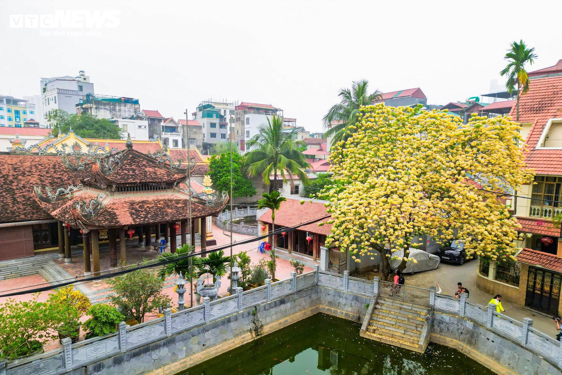 Hoa b&uacute;n bung nở, phủ v&agrave;ng g&oacute;c trời H&agrave; Nội- Ảnh 8.