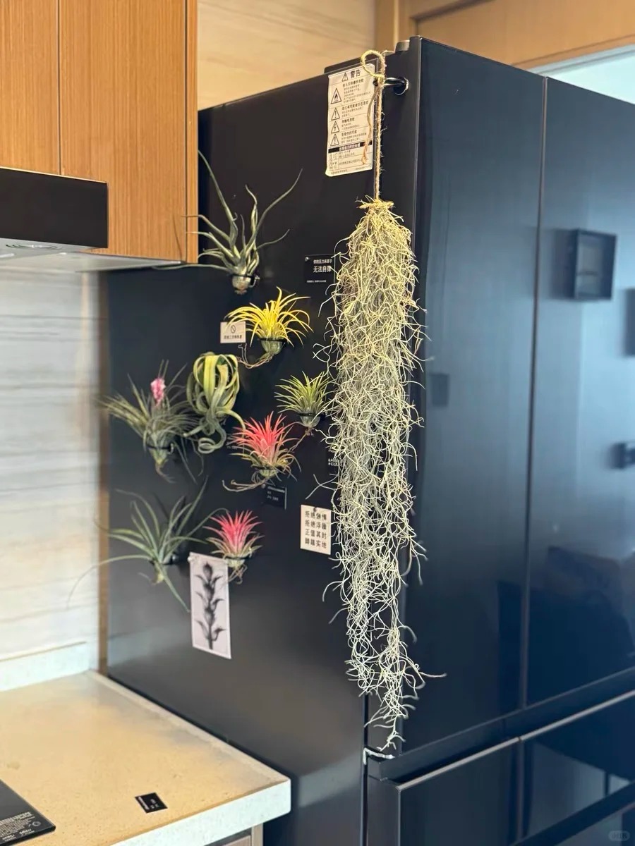 Th&uacute; chơi "c&acirc;y kh&ocirc;ng kh&iacute;" giải nhiệt m&ugrave;a h&egrave;: Kh&ocirc;ng đất, kh&ocirc;ng rễ vẫn sống xanh mướt, l&agrave;m tho&aacute;ng kh&ocirc;ng gian nh&agrave; bạn!- Ảnh 15.