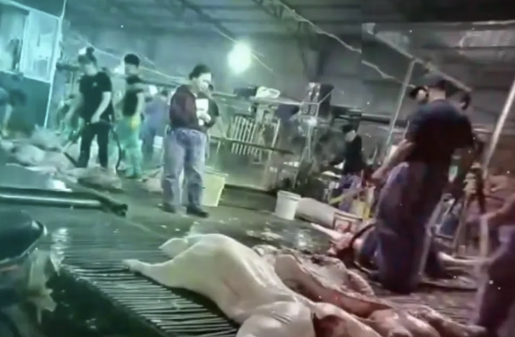 C&ocirc;ng an H&agrave; Nội th&ocirc;ng tin vụ c&aacute;n bộ kiểm dịch th&uacute; y "v&ograve;i tiền" tiếp tay đưa heo bệnh v&agrave;o trường học- Ảnh 2.