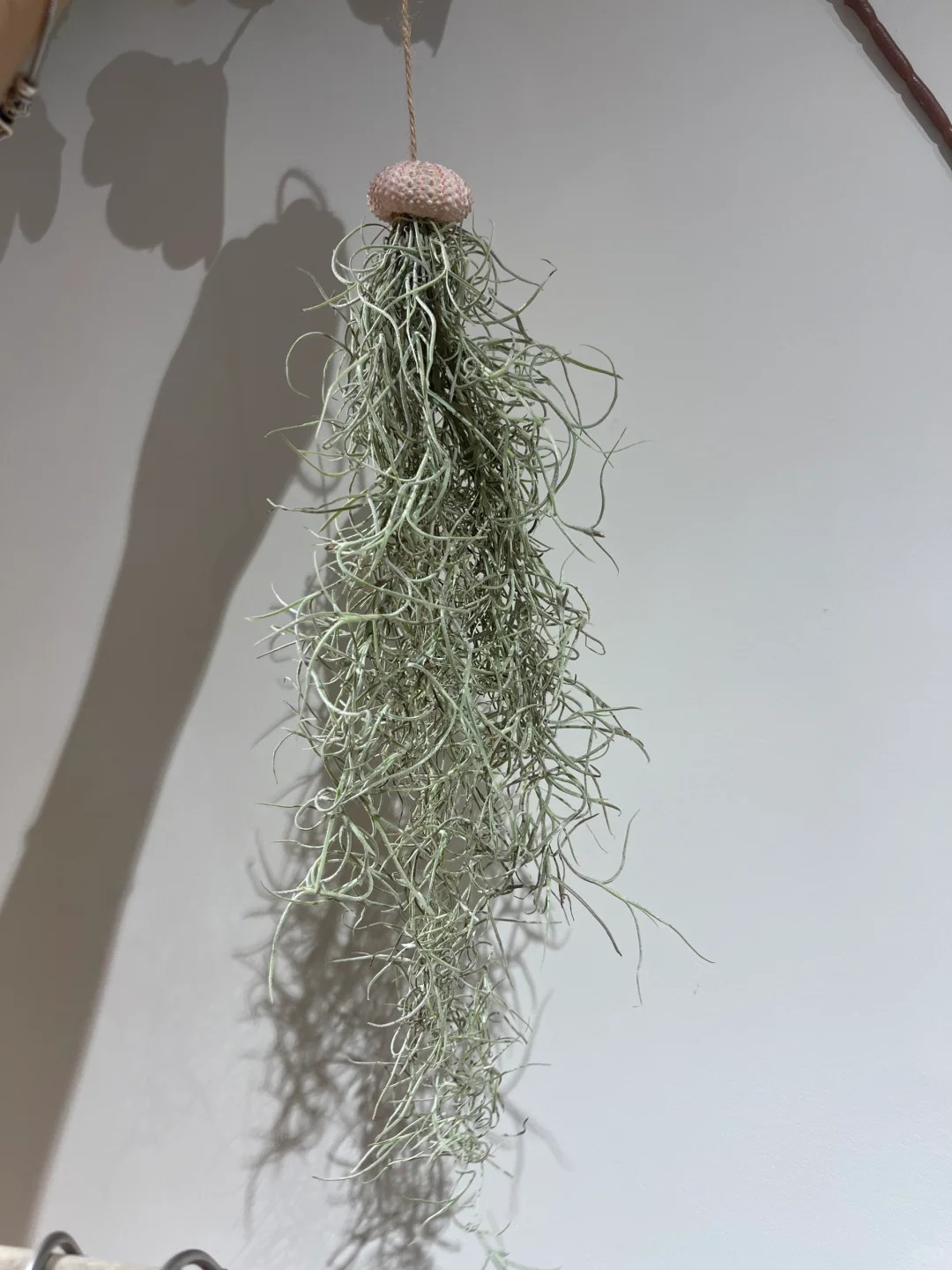 Th&uacute; chơi "c&acirc;y kh&ocirc;ng kh&iacute;" giải nhiệt m&ugrave;a h&egrave;: Kh&ocirc;ng đất, kh&ocirc;ng rễ vẫn sống xanh mướt, l&agrave;m tho&aacute;ng kh&ocirc;ng gian nh&agrave; bạn!- Ảnh 16.