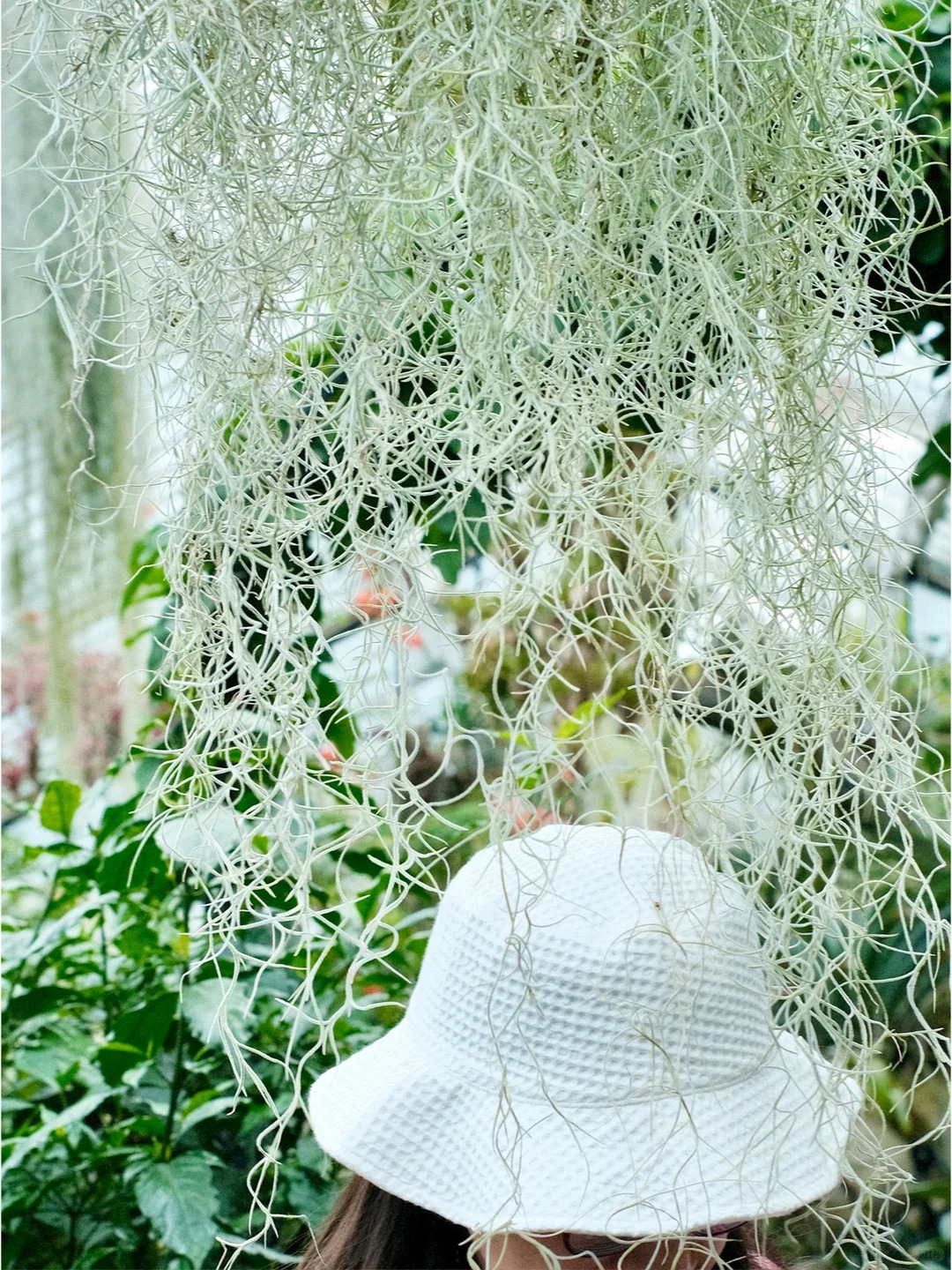 Th&uacute; chơi "c&acirc;y kh&ocirc;ng kh&iacute;" giải nhiệt m&ugrave;a h&egrave;: Kh&ocirc;ng đất, kh&ocirc;ng rễ vẫn sống xanh mướt, l&agrave;m tho&aacute;ng kh&ocirc;ng gian nh&agrave; bạn!- Ảnh 8.