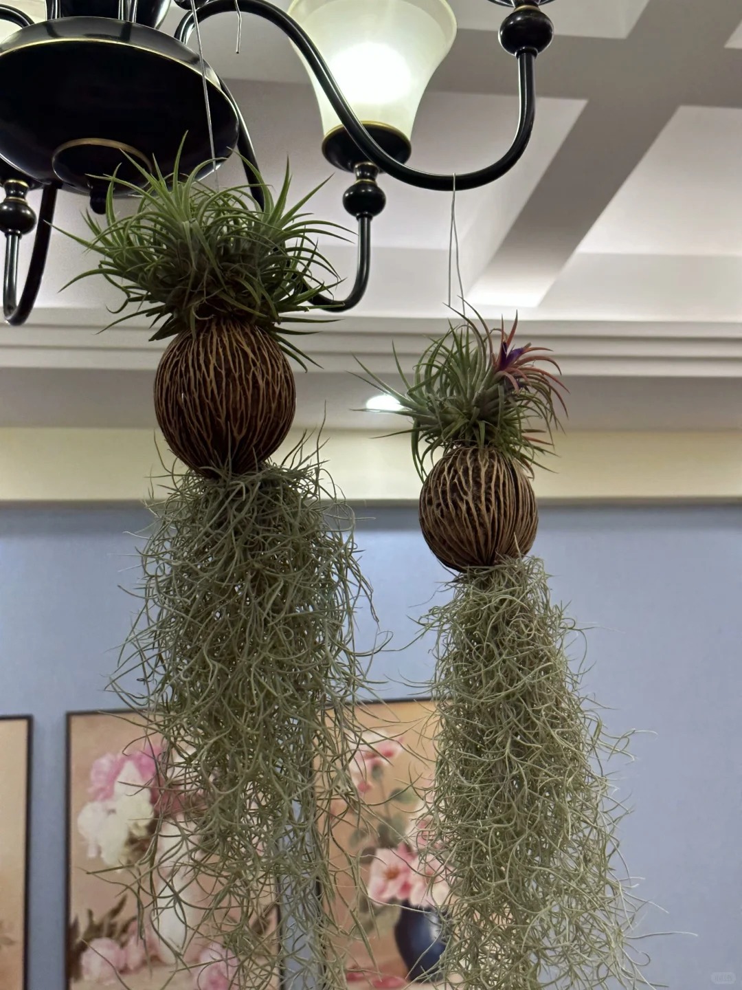 Th&uacute; chơi "c&acirc;y kh&ocirc;ng kh&iacute;" giải nhiệt m&ugrave;a h&egrave;: Kh&ocirc;ng đất, kh&ocirc;ng rễ vẫn sống xanh mướt, l&agrave;m tho&aacute;ng kh&ocirc;ng gian nh&agrave; bạn!- Ảnh 19.