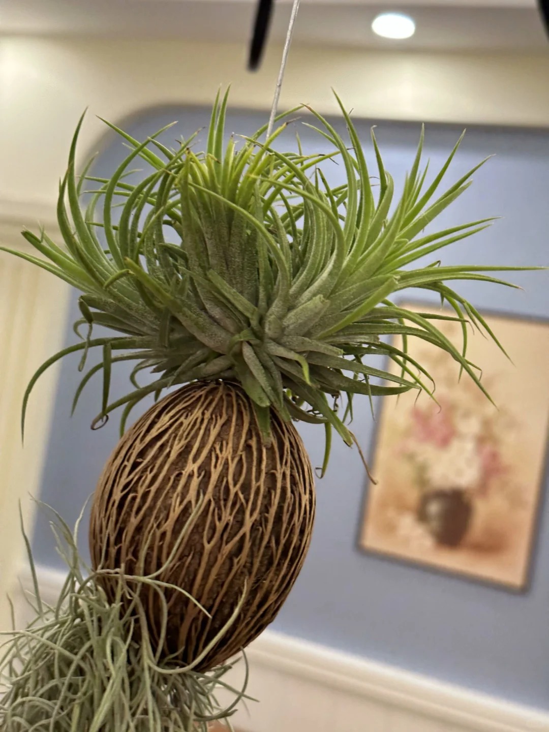 Th&uacute; chơi "c&acirc;y kh&ocirc;ng kh&iacute;" giải nhiệt m&ugrave;a h&egrave;: Kh&ocirc;ng đất, kh&ocirc;ng rễ vẫn sống xanh mướt, l&agrave;m tho&aacute;ng kh&ocirc;ng gian nh&agrave; bạn!- Ảnh 18.