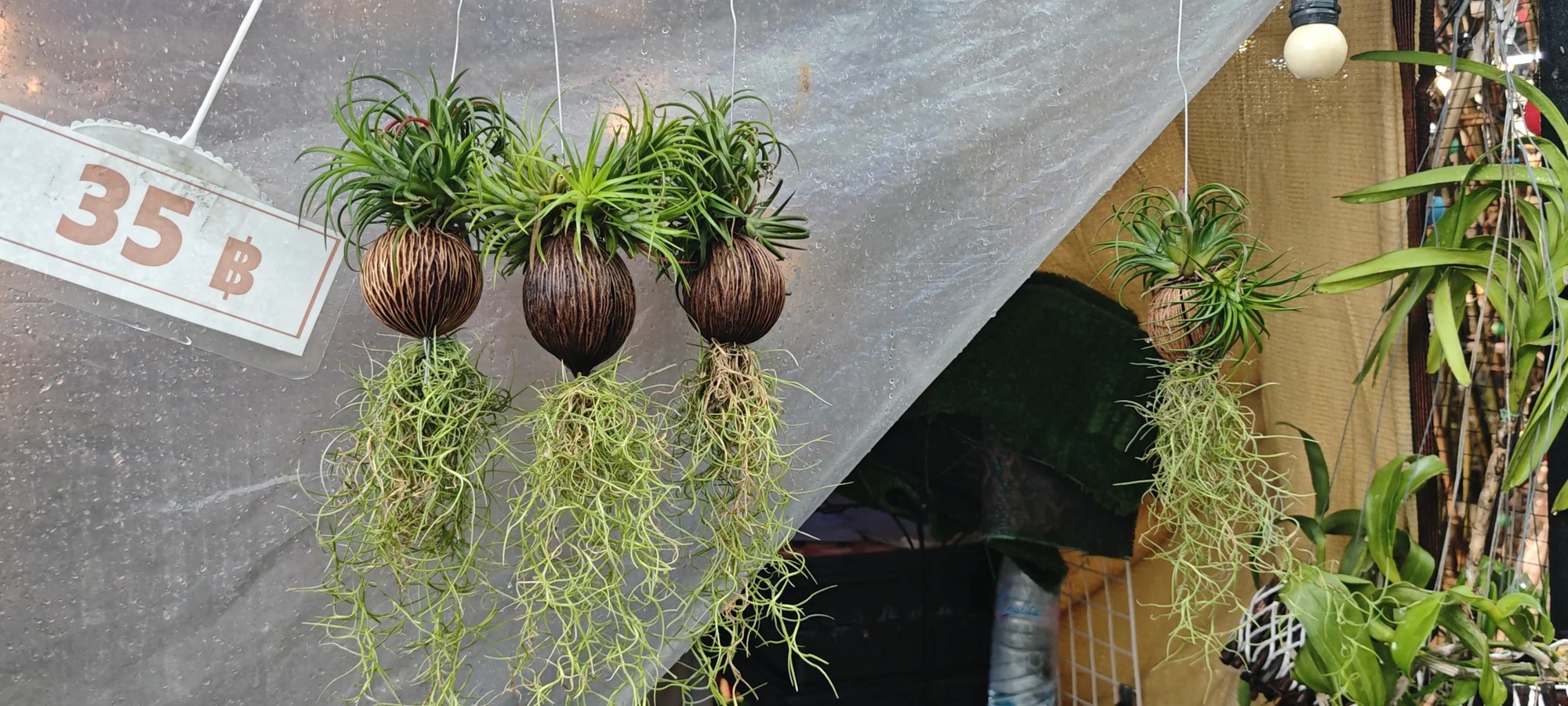 Th&uacute; chơi "c&acirc;y kh&ocirc;ng kh&iacute;" giải nhiệt m&ugrave;a h&egrave;: Kh&ocirc;ng đất, kh&ocirc;ng rễ vẫn sống xanh mướt, l&agrave;m tho&aacute;ng kh&ocirc;ng gian nh&agrave; bạn!- Ảnh 5.