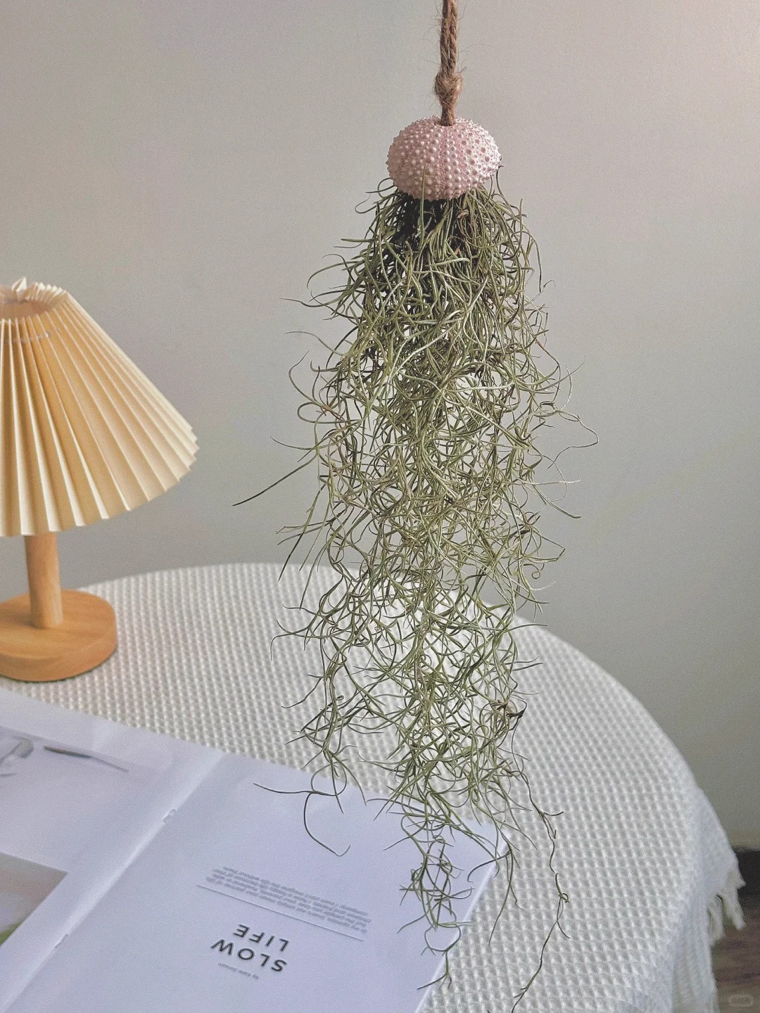 Th&uacute; chơi "c&acirc;y kh&ocirc;ng kh&iacute;" giải nhiệt m&ugrave;a h&egrave;: Kh&ocirc;ng đất, kh&ocirc;ng rễ vẫn sống xanh mướt, l&agrave;m tho&aacute;ng kh&ocirc;ng gian nh&agrave; bạn!- Ảnh 23.