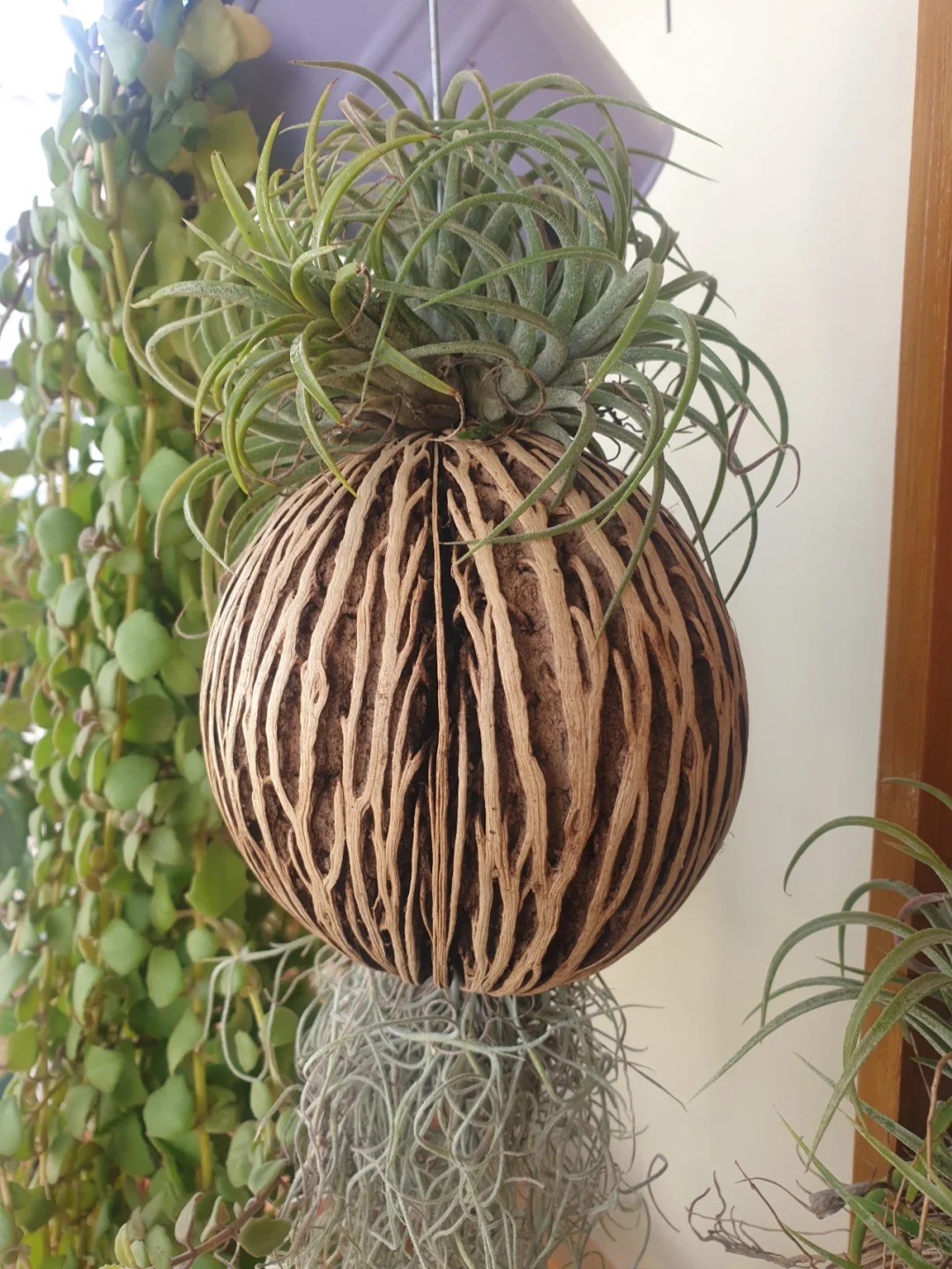 Th&uacute; chơi "c&acirc;y kh&ocirc;ng kh&iacute;" giải nhiệt m&ugrave;a h&egrave;: Kh&ocirc;ng đất, kh&ocirc;ng rễ vẫn sống xanh mướt, l&agrave;m tho&aacute;ng kh&ocirc;ng gian nh&agrave; bạn!- Ảnh 22.