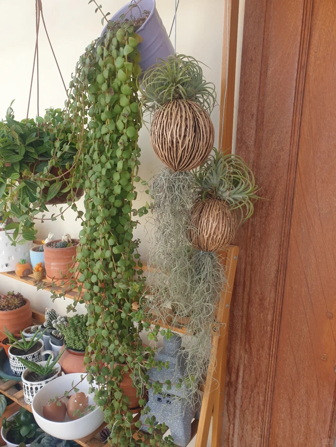 Th&uacute; chơi "c&acirc;y kh&ocirc;ng kh&iacute;" giải nhiệt m&ugrave;a h&egrave;: Kh&ocirc;ng đất, kh&ocirc;ng rễ vẫn sống xanh mướt, l&agrave;m tho&aacute;ng kh&ocirc;ng gian nh&agrave; bạn!- Ảnh 21.