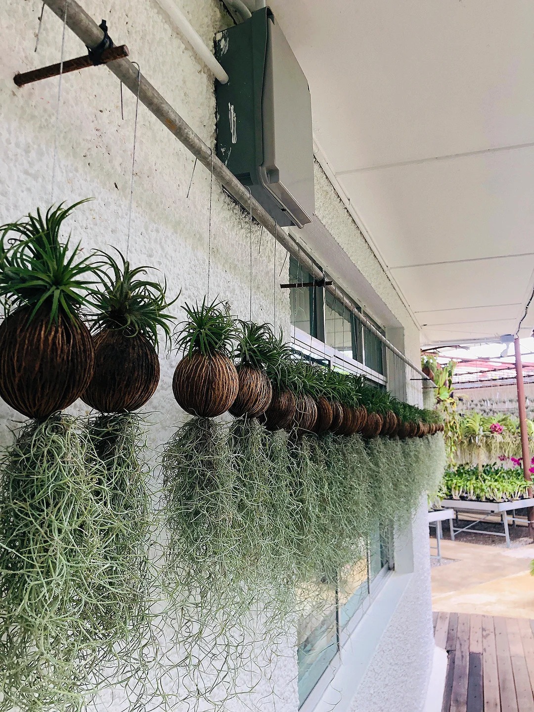 Th&uacute; chơi "c&acirc;y kh&ocirc;ng kh&iacute;" giải nhiệt m&ugrave;a h&egrave;: Kh&ocirc;ng đất, kh&ocirc;ng rễ vẫn sống xanh mướt, l&agrave;m tho&aacute;ng kh&ocirc;ng gian nh&agrave; bạn!- Ảnh 6.