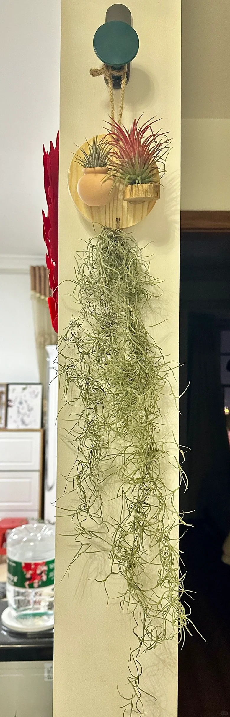 Th&uacute; chơi "c&acirc;y kh&ocirc;ng kh&iacute;" giải nhiệt m&ugrave;a h&egrave;: Kh&ocirc;ng đất, kh&ocirc;ng rễ vẫn sống xanh mướt, l&agrave;m tho&aacute;ng kh&ocirc;ng gian nh&agrave; bạn!- Ảnh 17.