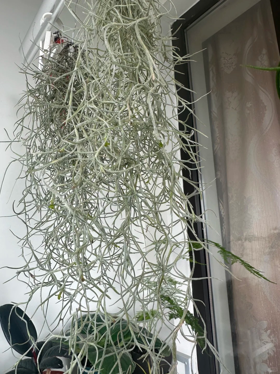 Th&uacute; chơi "c&acirc;y kh&ocirc;ng kh&iacute;" giải nhiệt m&ugrave;a h&egrave;: Kh&ocirc;ng đất, kh&ocirc;ng rễ vẫn sống xanh mướt, l&agrave;m tho&aacute;ng kh&ocirc;ng gian nh&agrave; bạn!- Ảnh 25.