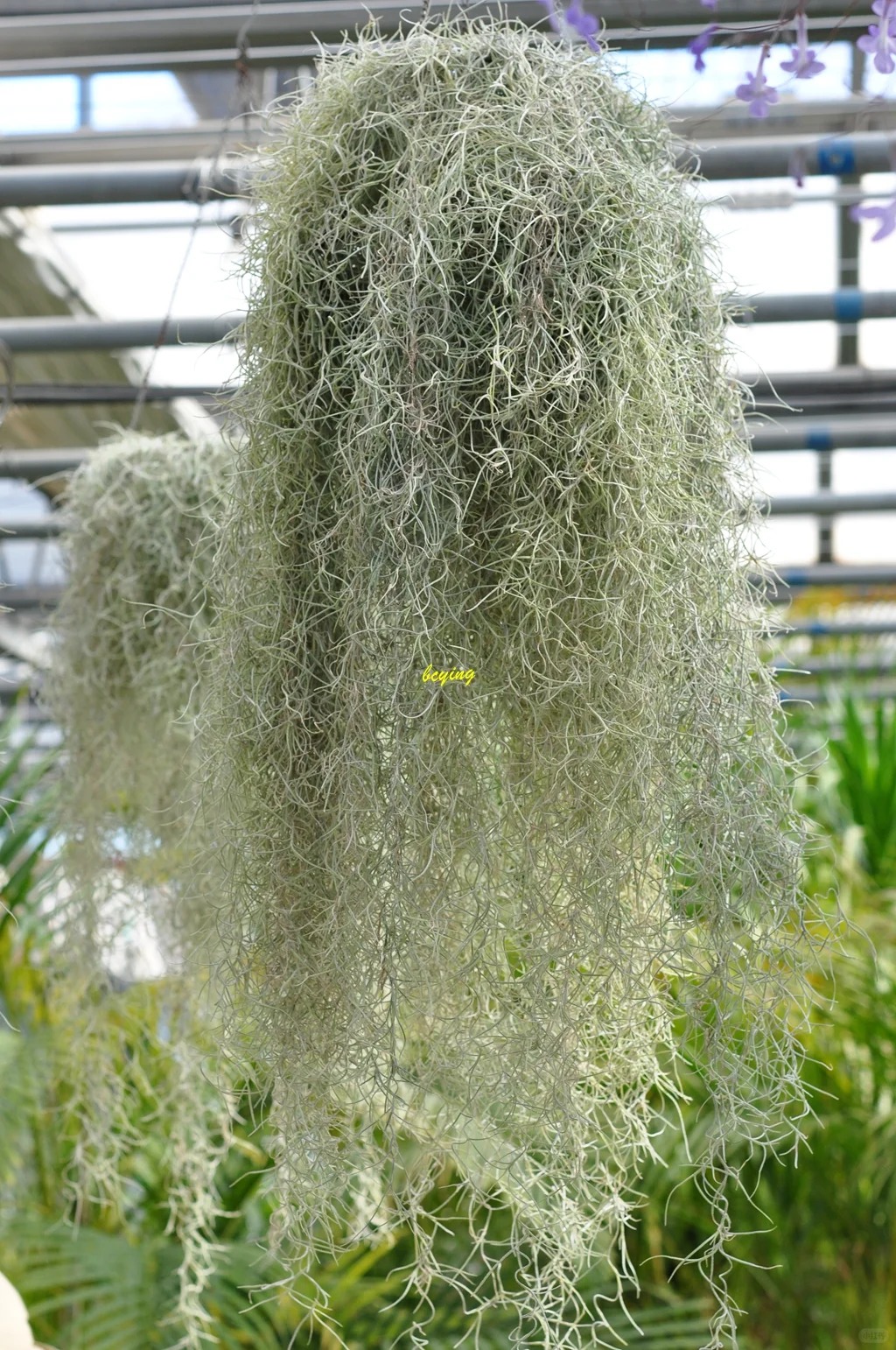 Th&uacute; chơi "c&acirc;y kh&ocirc;ng kh&iacute;" giải nhiệt m&ugrave;a h&egrave;: Kh&ocirc;ng đất, kh&ocirc;ng rễ vẫn sống xanh mướt, l&agrave;m tho&aacute;ng kh&ocirc;ng gian nh&agrave; bạn!- Ảnh 11.