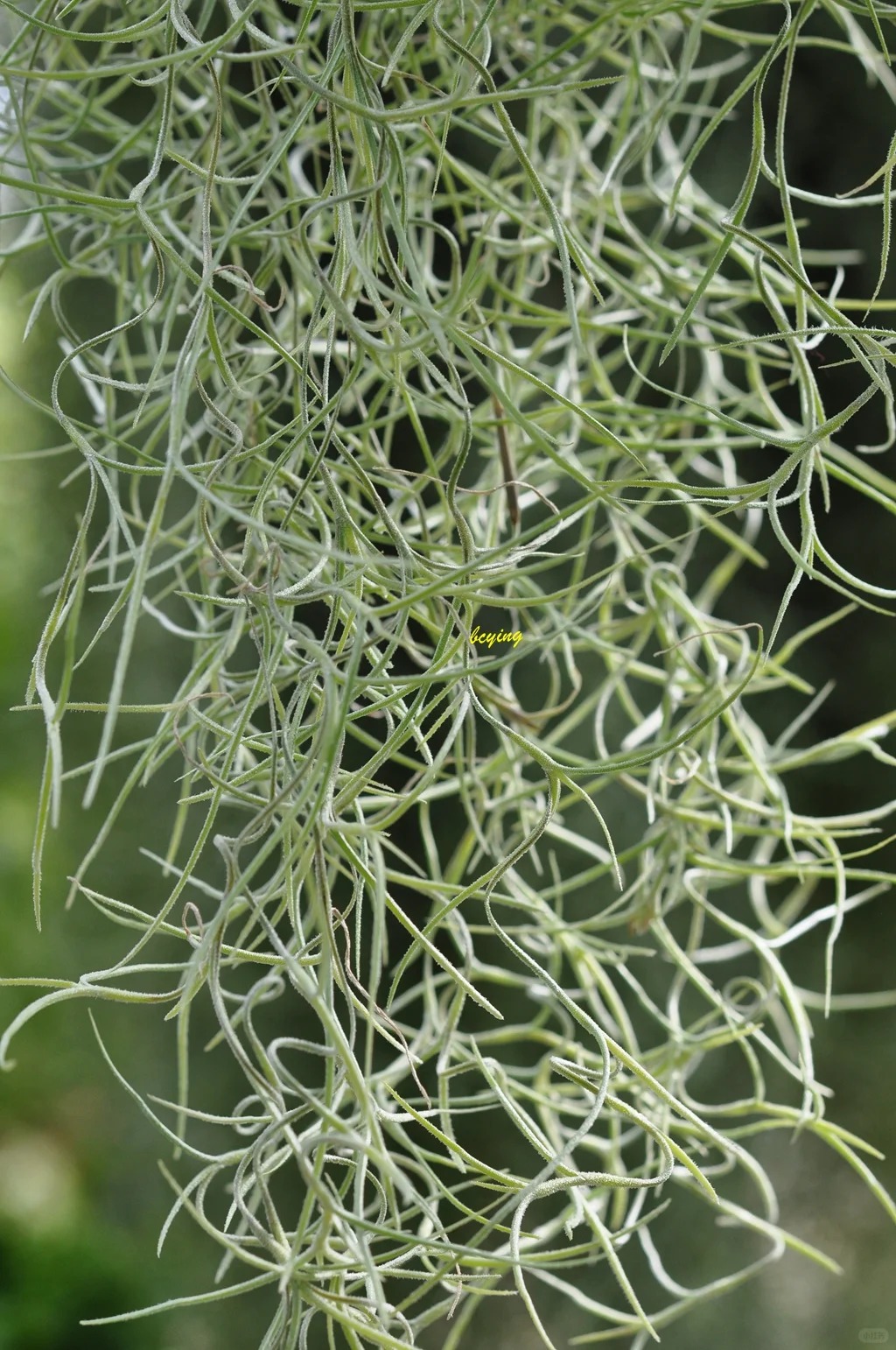 Th&uacute; chơi "c&acirc;y kh&ocirc;ng kh&iacute;" giải nhiệt m&ugrave;a h&egrave;: Kh&ocirc;ng đất, kh&ocirc;ng rễ vẫn sống xanh mướt, l&agrave;m tho&aacute;ng kh&ocirc;ng gian nh&agrave; bạn!- Ảnh 12.