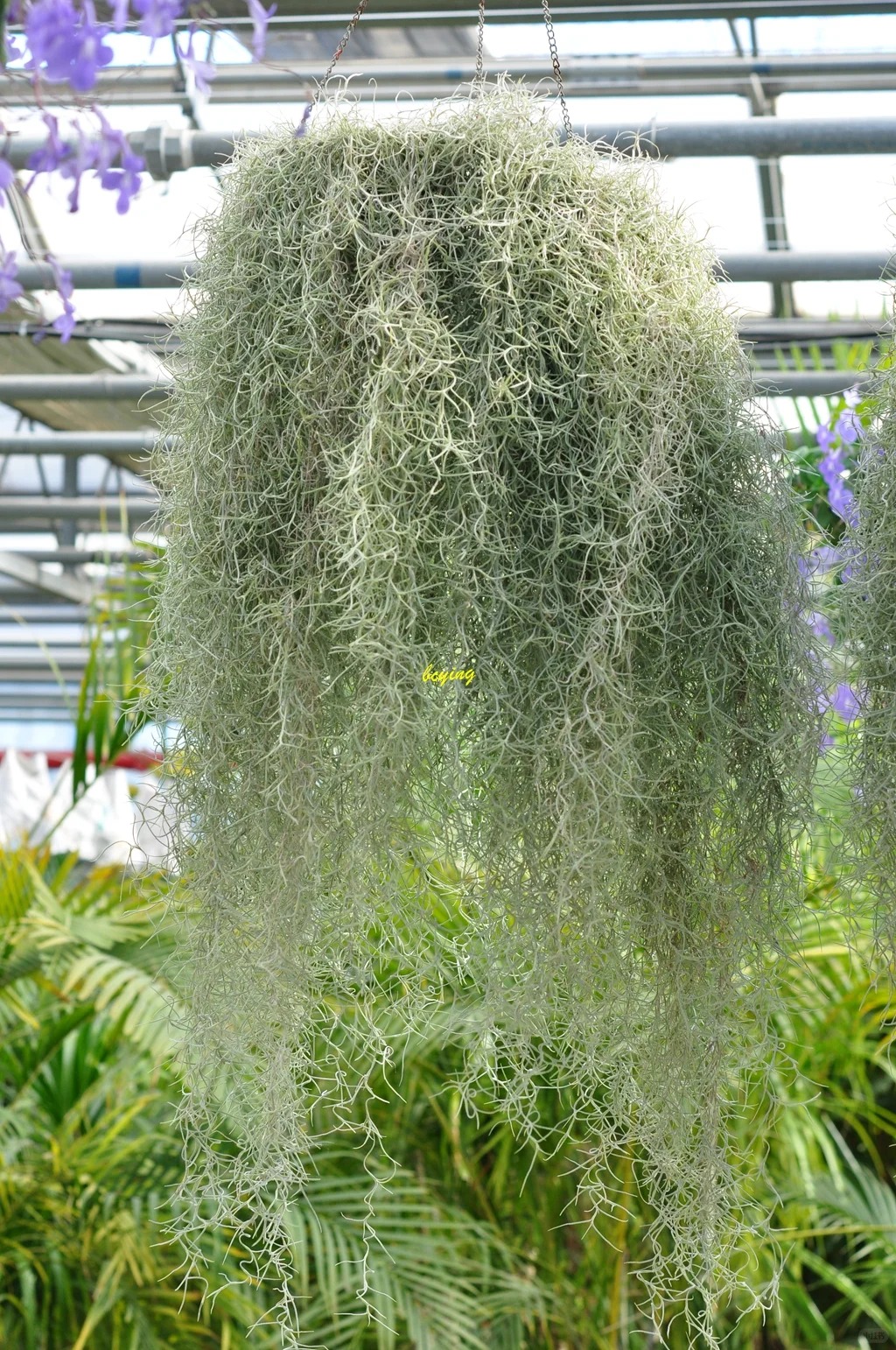 Th&uacute; chơi "c&acirc;y kh&ocirc;ng kh&iacute;" giải nhiệt m&ugrave;a h&egrave;: Kh&ocirc;ng đất, kh&ocirc;ng rễ vẫn sống xanh mướt, l&agrave;m tho&aacute;ng kh&ocirc;ng gian nh&agrave; bạn!- Ảnh 10.