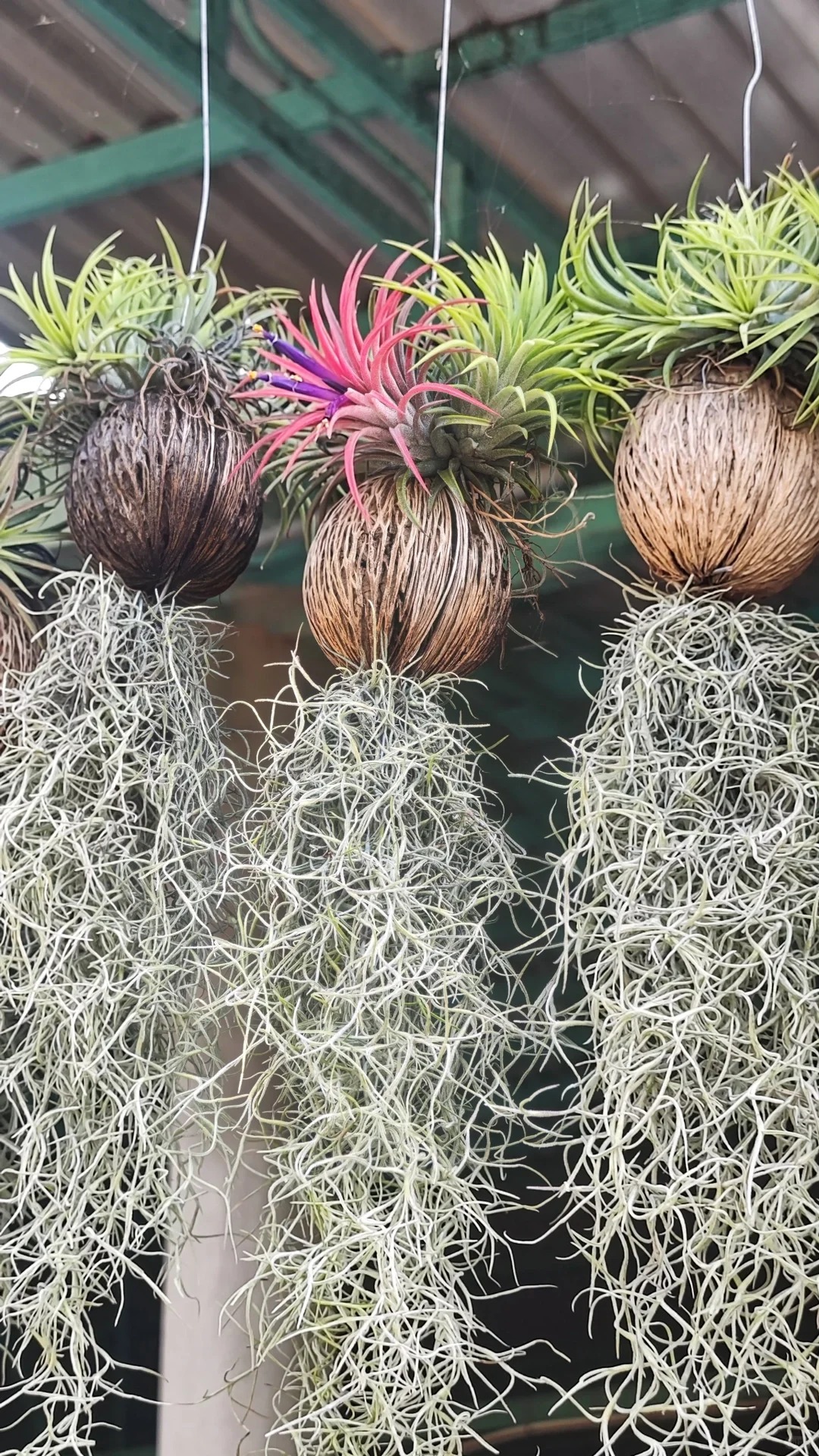 Th&uacute; chơi "c&acirc;y kh&ocirc;ng kh&iacute;" giải nhiệt m&ugrave;a h&egrave;: Kh&ocirc;ng đất, kh&ocirc;ng rễ vẫn sống xanh mướt, l&agrave;m tho&aacute;ng kh&ocirc;ng gian nh&agrave; bạn!- Ảnh 20.