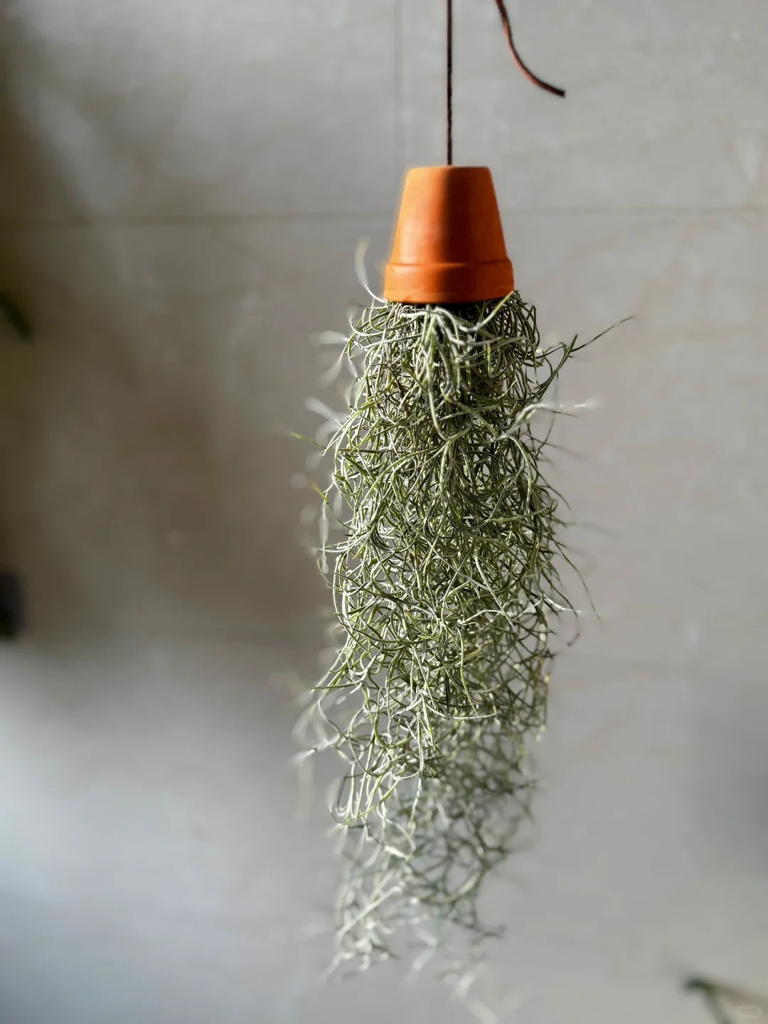 Th&uacute; chơi "c&acirc;y kh&ocirc;ng kh&iacute;" giải nhiệt m&ugrave;a h&egrave;: Kh&ocirc;ng đất, kh&ocirc;ng rễ vẫn sống xanh mướt, l&agrave;m tho&aacute;ng kh&ocirc;ng gian nh&agrave; bạn!- Ảnh 14.