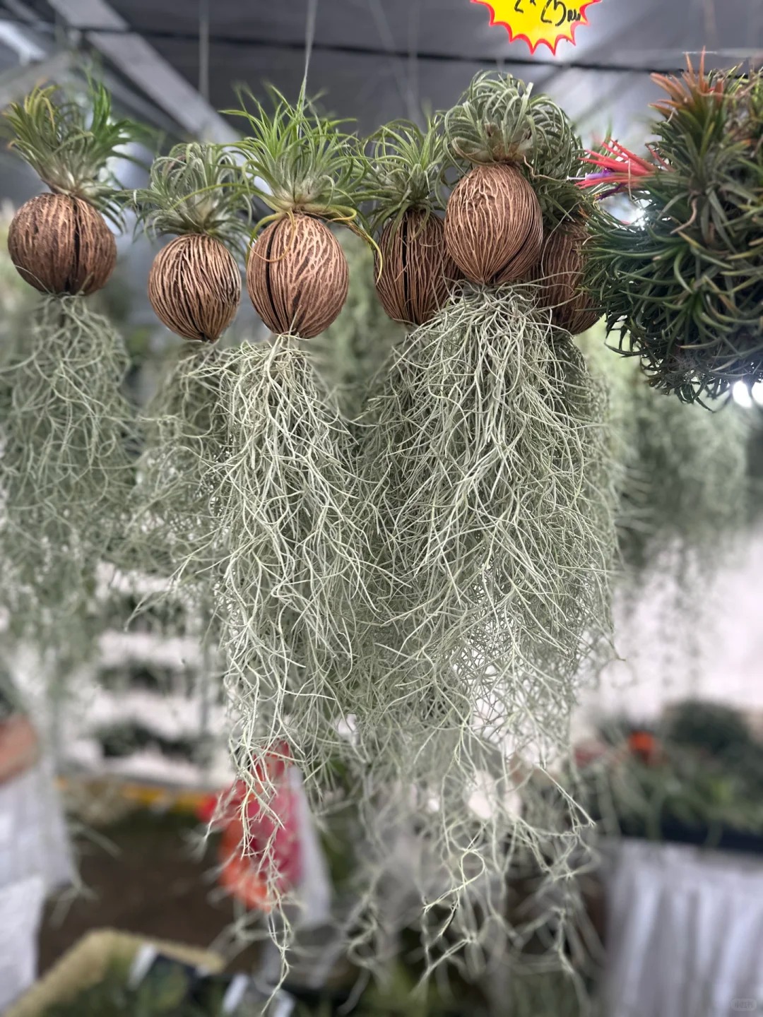 Th&uacute; chơi "c&acirc;y kh&ocirc;ng kh&iacute;" giải nhiệt m&ugrave;a h&egrave;: Kh&ocirc;ng đất, kh&ocirc;ng rễ vẫn sống xanh mướt, l&agrave;m tho&aacute;ng kh&ocirc;ng gian nh&agrave; bạn!- Ảnh 7.