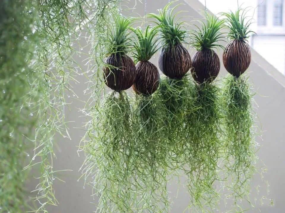 Th&uacute; chơi "c&acirc;y kh&ocirc;ng kh&iacute;" giải nhiệt m&ugrave;a h&egrave;: Kh&ocirc;ng đất, kh&ocirc;ng rễ vẫn sống xanh mướt, l&agrave;m tho&aacute;ng kh&ocirc;ng gian nh&agrave; bạn!- Ảnh 2.