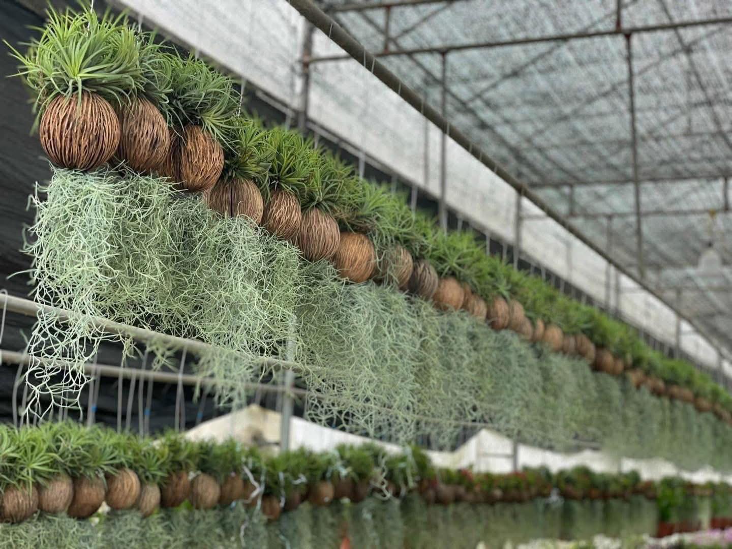 Th&uacute; chơi "c&acirc;y kh&ocirc;ng kh&iacute;" giải nhiệt m&ugrave;a h&egrave;: Kh&ocirc;ng đất, kh&ocirc;ng rễ vẫn sống xanh mướt, l&agrave;m tho&aacute;ng kh&ocirc;ng gian nh&agrave; bạn!- Ảnh 4.