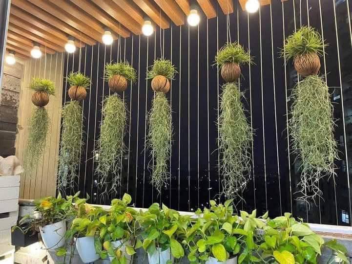 Th&uacute; chơi "c&acirc;y kh&ocirc;ng kh&iacute;" giải nhiệt m&ugrave;a h&egrave;: Kh&ocirc;ng đất, kh&ocirc;ng rễ vẫn sống xanh mướt, l&agrave;m tho&aacute;ng kh&ocirc;ng gian nh&agrave; bạn!- Ảnh 3.