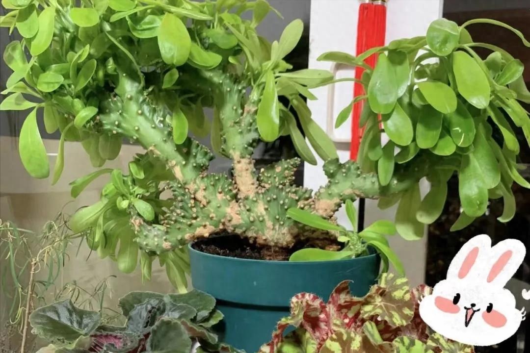 Phong thủy sư n&oacute;i: 3 c&acirc;y "xấu lạ" nhưng n&ecirc;n trồng trong nh&agrave;, trấn trạch h&uacute;t t&agrave;i, xua đuổi t&agrave; kh&iacute;- Ảnh 1.