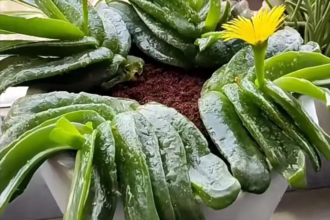 Phong thủy sư n&oacute;i: 3 c&acirc;y "xấu lạ" nhưng n&ecirc;n trồng trong nh&agrave;, trấn trạch h&uacute;t t&agrave;i, xua đuổi t&agrave; kh&iacute;- Ảnh 2.