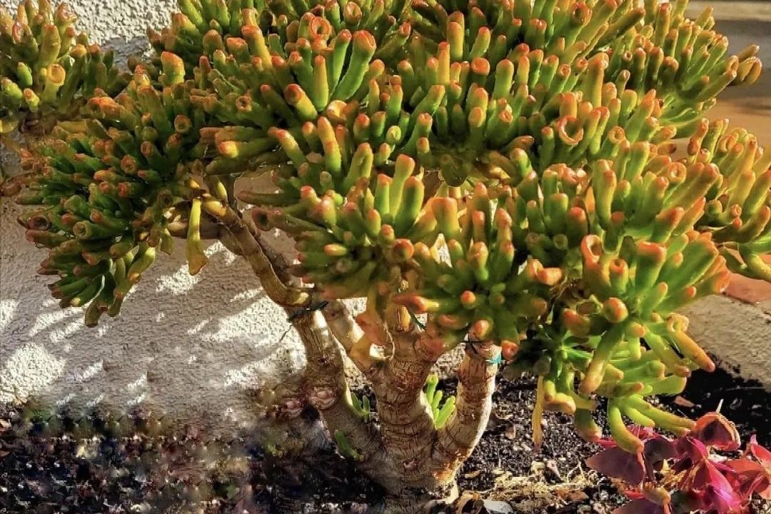 Phong thủy sư n&oacute;i: 3 c&acirc;y "xấu lạ" nhưng n&ecirc;n trồng trong nh&agrave;, trấn trạch h&uacute;t t&agrave;i, xua đuổi t&agrave; kh&iacute;- Ảnh 4.