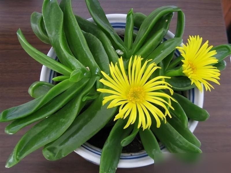 Phong thủy sư n&oacute;i: 3 c&acirc;y "xấu lạ" nhưng n&ecirc;n trồng trong nh&agrave;, trấn trạch h&uacute;t t&agrave;i, xua đuổi t&agrave; kh&iacute;- Ảnh 3.