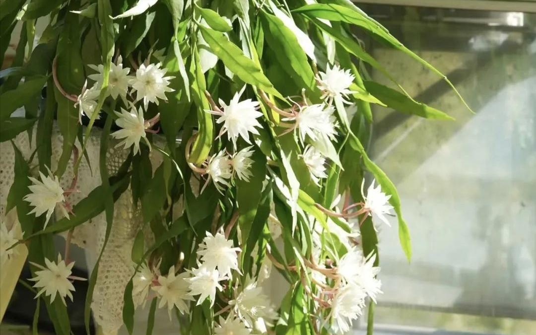 5 loại c&acirc;y trồng trong chậu cực kỳ dễ sống - qu&ecirc;n tưới cũng chẳng sao - Ảnh 2.