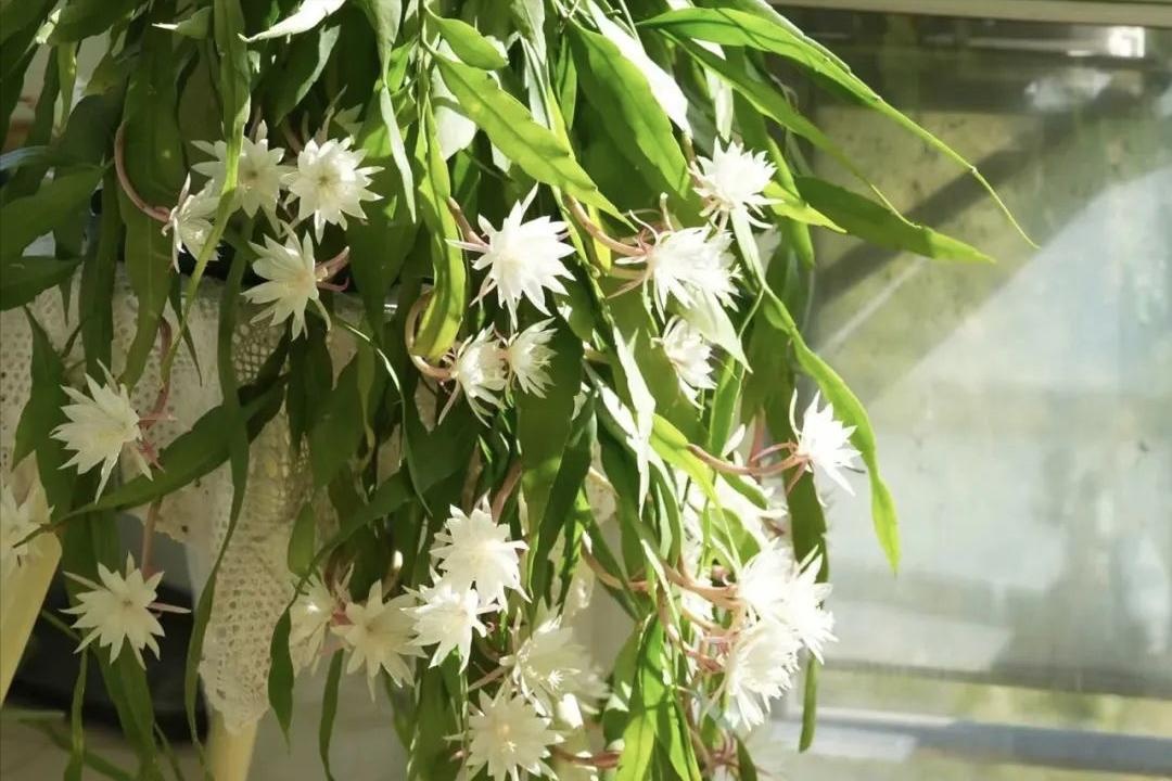 &Ocirc;ng b&agrave; căn dặn: "C&acirc;y hợp nh&agrave; th&igrave; lộc tụ, người y&ecirc;n, con ch&aacute;u hưởng ph&uacute;c" - 6 lo&agrave;i c&acirc;y tốt n&ecirc;n trồng ngay- Ảnh 1.