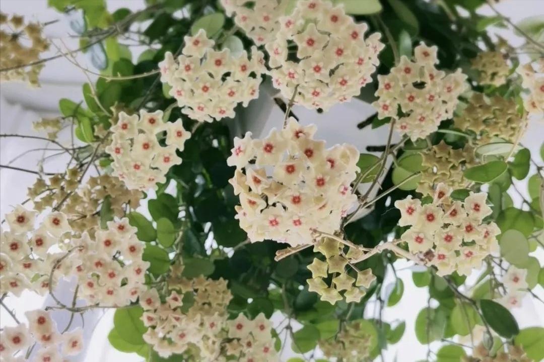 &Ocirc;ng b&agrave; căn dặn: "C&acirc;y hợp nh&agrave; th&igrave; lộc tụ, người y&ecirc;n, con ch&aacute;u hưởng ph&uacute;c" - 6 lo&agrave;i c&acirc;y tốt n&ecirc;n trồng ngay- Ảnh 2.