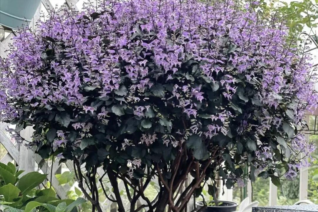 &Ocirc;ng b&agrave; căn dặn: "C&acirc;y hợp nh&agrave; th&igrave; lộc tụ, người y&ecirc;n, con ch&aacute;u hưởng ph&uacute;c" - 6 lo&agrave;i c&acirc;y tốt n&ecirc;n trồng ngay- Ảnh 3.