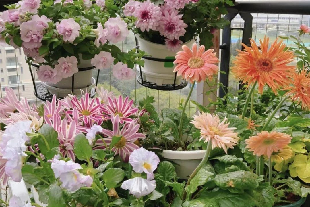 &Ocirc;ng b&agrave; căn dặn: "C&acirc;y hợp nh&agrave; th&igrave; lộc tụ, người y&ecirc;n, con ch&aacute;u hưởng ph&uacute;c" - 6 lo&agrave;i c&acirc;y tốt n&ecirc;n trồng ngay- Ảnh 4.