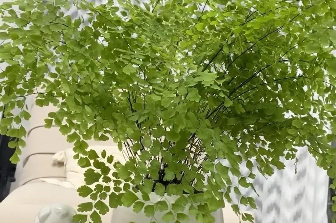 &Ocirc;ng b&agrave; căn dặn: "C&acirc;y hợp nh&agrave; th&igrave; lộc tụ, người y&ecirc;n, con ch&aacute;u hưởng ph&uacute;c" - 6 lo&agrave;i c&acirc;y tốt n&ecirc;n trồng ngay- Ảnh 5.