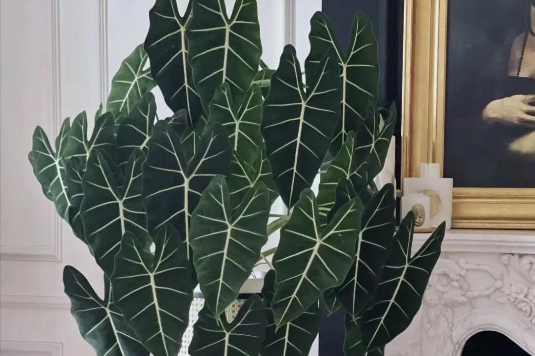 &Ocirc;ng b&agrave; căn dặn: "C&acirc;y hợp nh&agrave; th&igrave; lộc tụ, người y&ecirc;n, con ch&aacute;u hưởng ph&uacute;c" - 6 lo&agrave;i c&acirc;y tốt n&ecirc;n trồng ngay- Ảnh 6.