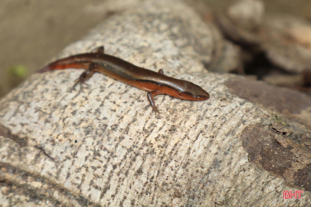 Tạp chí quốc tế công bố "kho báu sống" ở dãy Trường Sơn: Chỉ Việt Nam có- Ảnh 1. Tạp chí quốc tế công bố "kho báu sống" ở dãy Trường Sơn: Chỉ Việt Nam có- Ảnh 1.