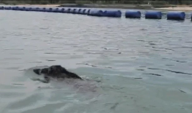 Thấy 'thủy quái' bơi vụt qua trước mặt, nhóm người vội gọi hỗ trợ, chuyên gia nói: Đây là điều rất hiếm!- Ảnh 1. Thấy 'thủy quái' bơi vụt qua trước mặt, nhóm người vội gọi hỗ trợ, chuyên gia nói: Đây là điều rất hiếm!- Ảnh 1.