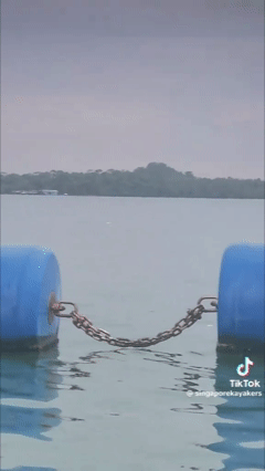 Thấy 'thủy quái' bơi vụt qua trước mặt, nhóm người vội gọi hỗ trợ, chuyên gia nói: Đây là điều rất hiếm!- Ảnh 2. Thấy 'thủy quái' bơi vụt qua trước mặt, nhóm người vội gọi hỗ trợ, chuyên gia nói: Đây là điều rất hiếm!- Ảnh 2.