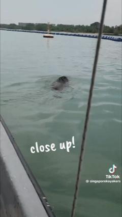 Thấy 'thủy quái' bơi vụt qua trước mặt, nhóm người vội gọi hỗ trợ, chuyên gia nói: Đây là điều rất hiếm!- Ảnh 3. Thấy 'thủy quái' bơi vụt qua trước mặt, nhóm người vội gọi hỗ trợ, chuyên gia nói: Đây là điều rất hiếm!- Ảnh 3.