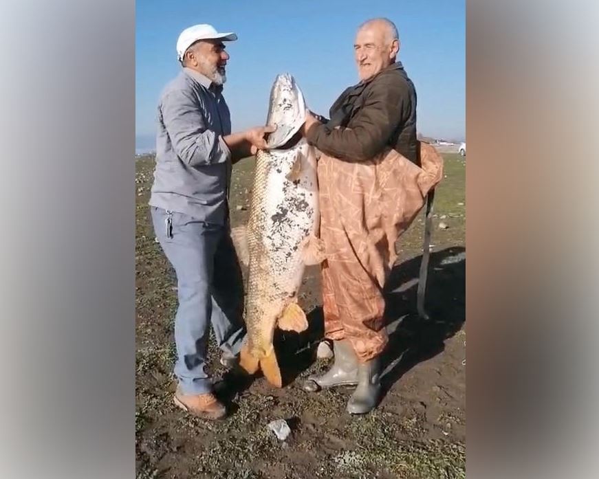 Ngư d&acirc;n c&acirc;u được con c&aacute; khổng lồ nặng 65kg tr&ecirc;n s&ocirc;ng- Ảnh 1.