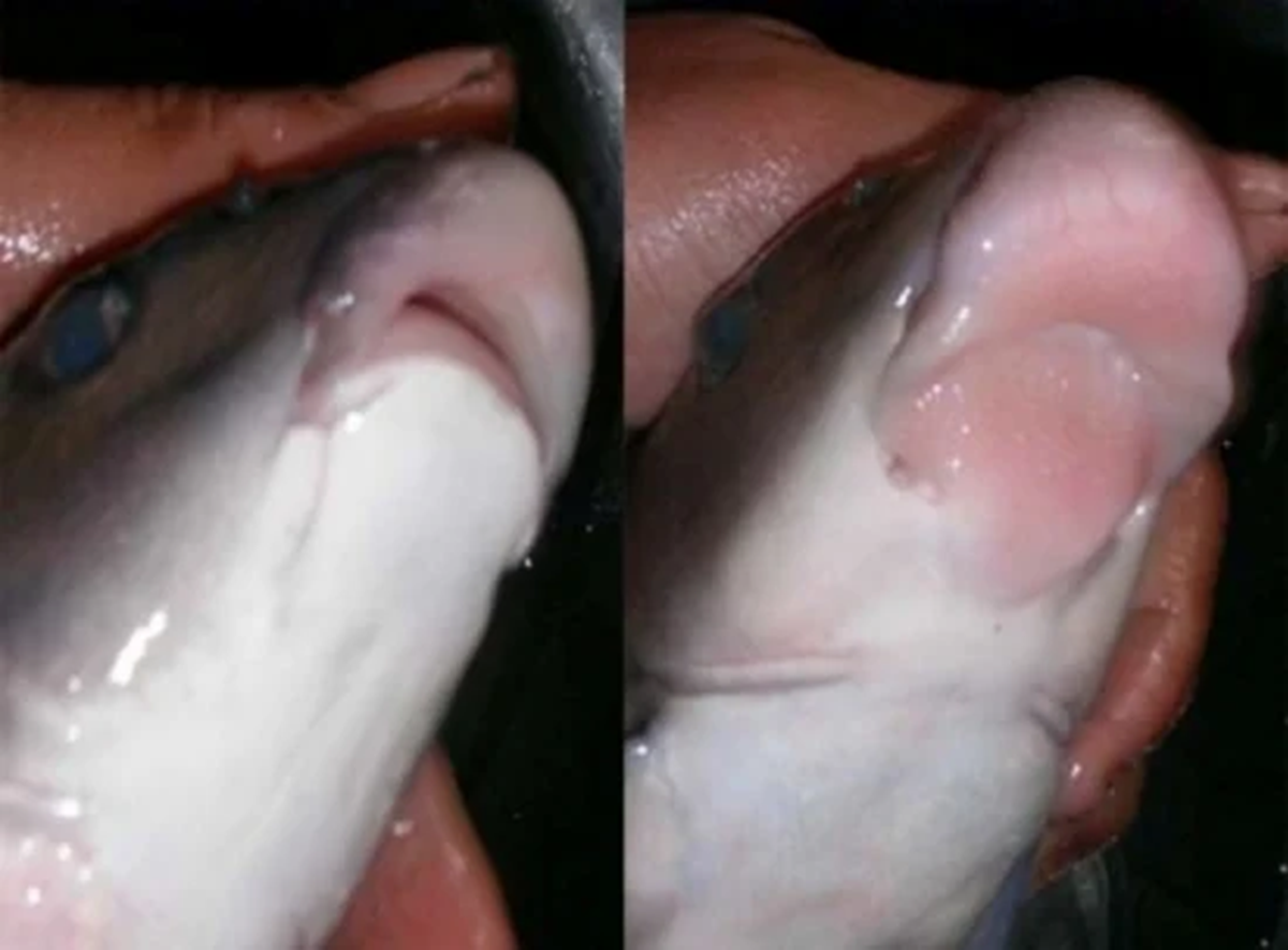 Lo&agrave;i c&aacute; "ngũ qu&yacute; h&agrave; thủy" xưa d&ugrave;ng để tiến vua nay v&iacute; như một vị thuốc, đi chợ thấy đừng bỏ qua - Ảnh 2.