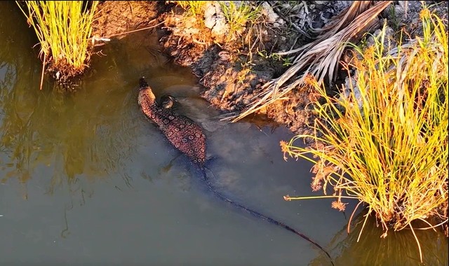 Người d&acirc;n b&aacute;o thấy &ldquo;c&aacute; sấu&rdquo; giữa đầm lầy ở TP.HCM, chuy&ecirc;n gia nh&igrave;n kỹ liền n&oacute;i: Đ&acirc;y l&agrave; lo&agrave;i trong S&aacute;ch đỏ - Ảnh 2.